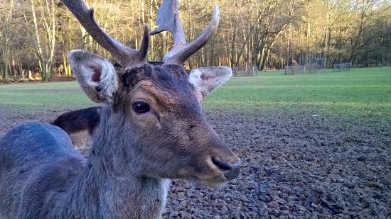 Wildpark Venusberg