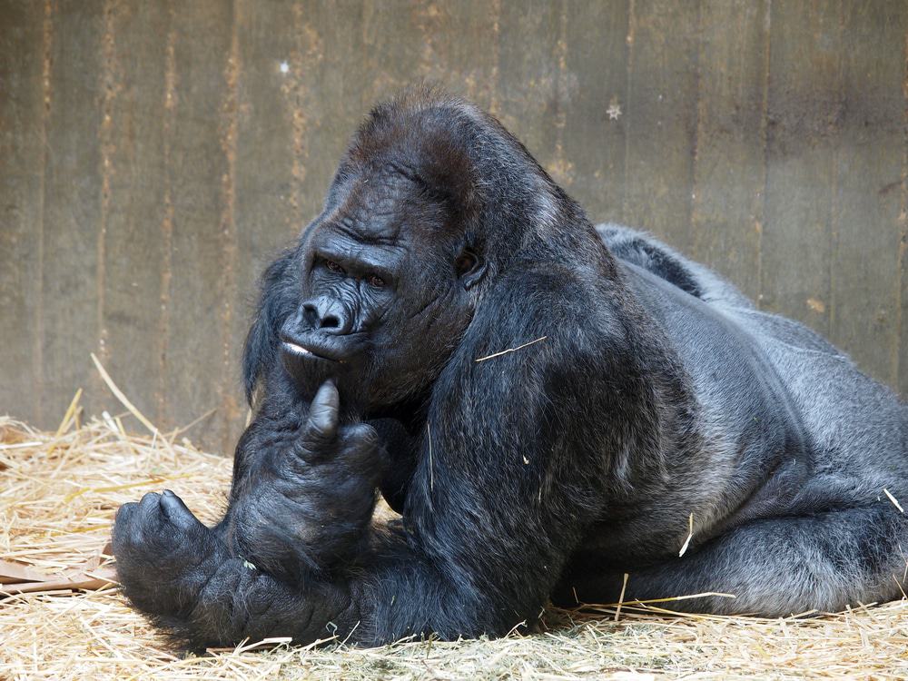 Zoo Krefeld