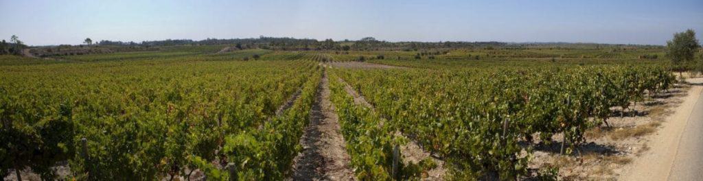 Wine Tours Cantanhede