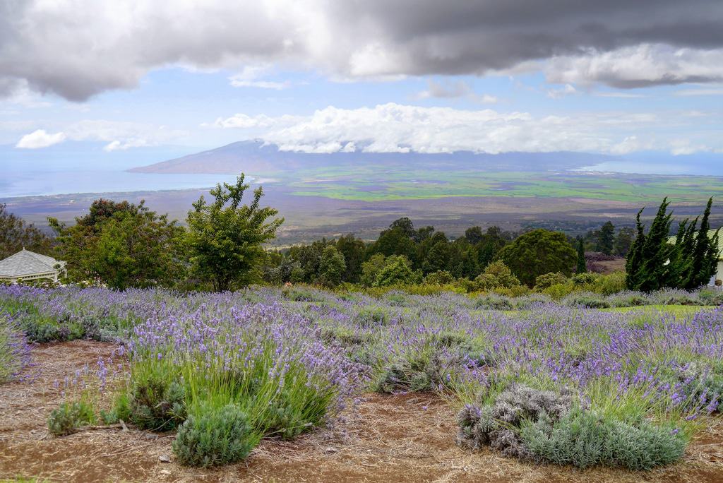 Kula, Maui, Hawaii