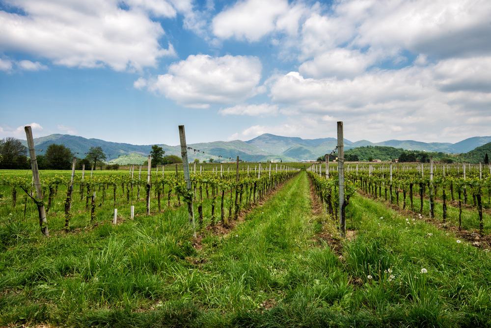 Franciacorta