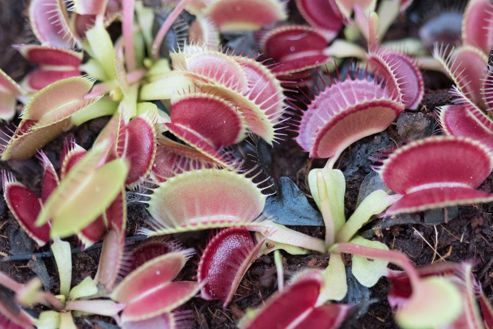 Stanley Rehder Carnivorous Plant Garden, Wilmington