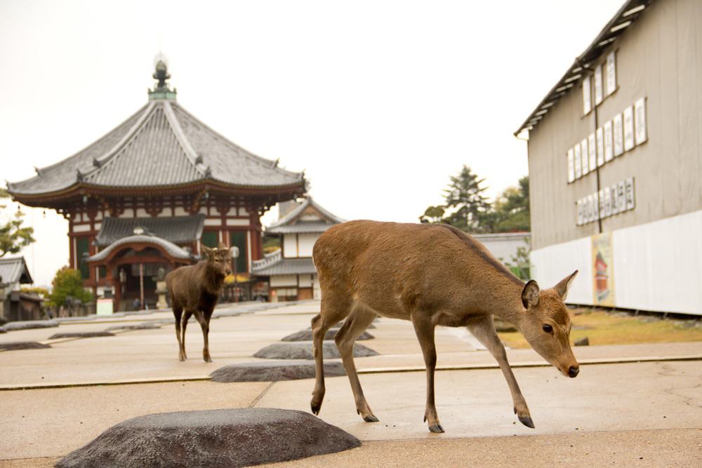 Nara, Japan