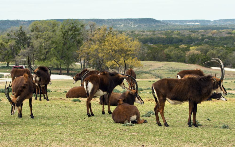 Fossil Rim Wildlife Center, Glen Rose