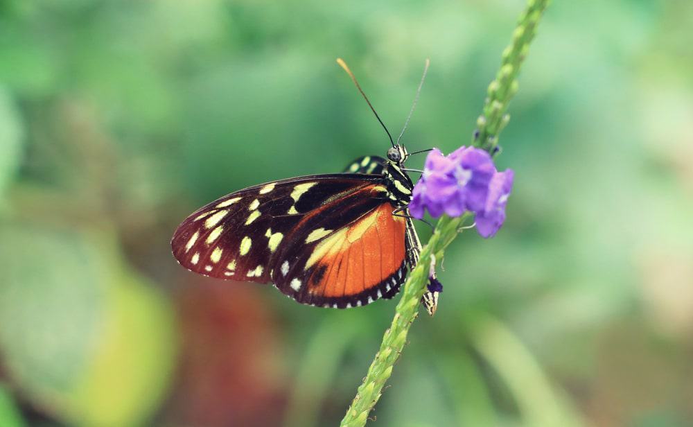  Cambridge Butterfly Conservatory