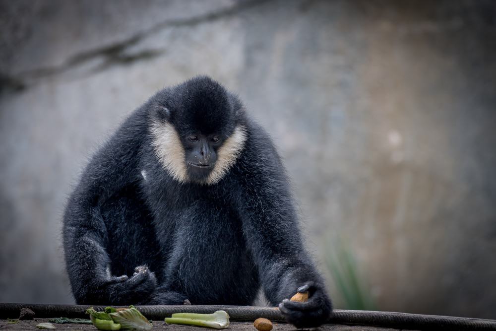 Fort Worth Zoo