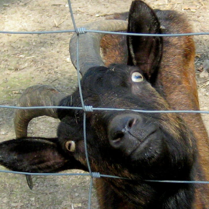Meissen Siebeneichen Zoo