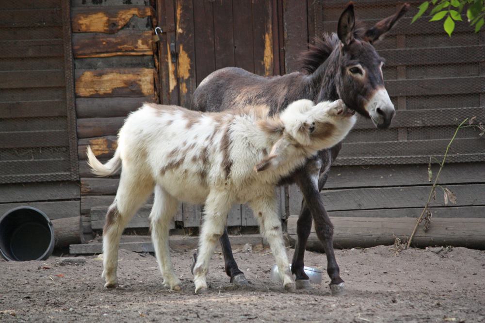 Solinger Vogel- Und Tierpark