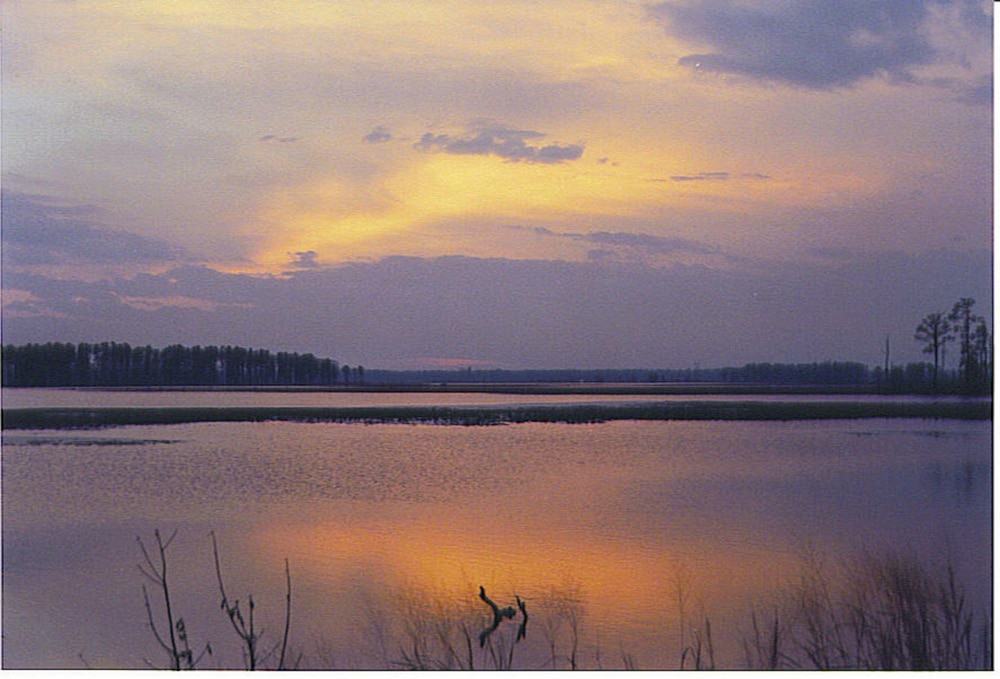 Blackwater National Wildlife Refuge