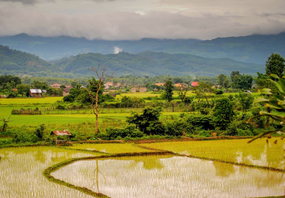 Rice Fields in Luang Namtha