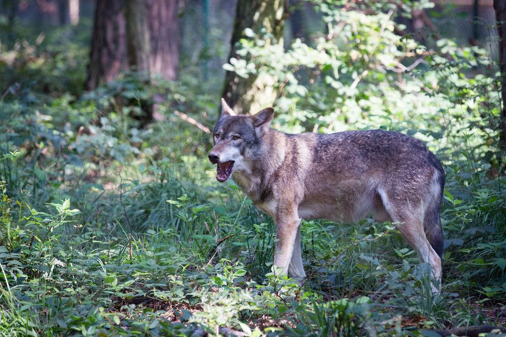 Wildpark Alte Fasanerie Klein-Auheim