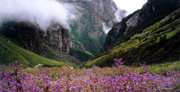 Valley Of Lilacs