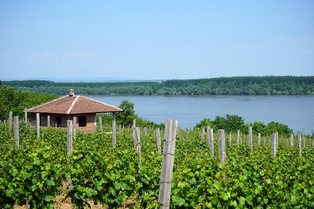 Smederevo Vineyard