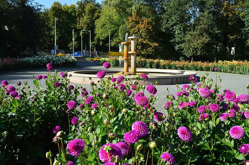 Dahliengarten