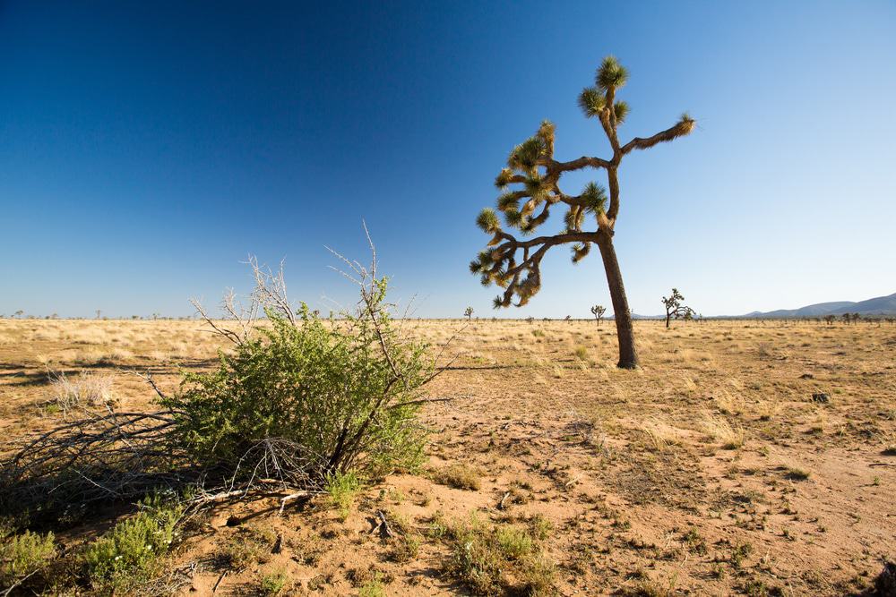 Joshua Tree National Park
