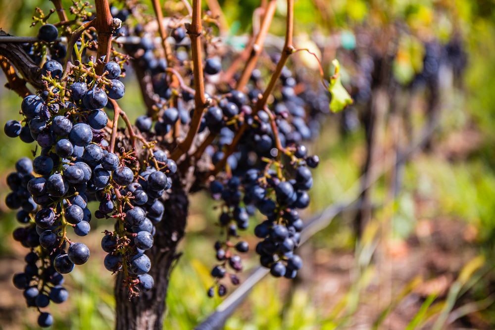 Long Island Vineyard
