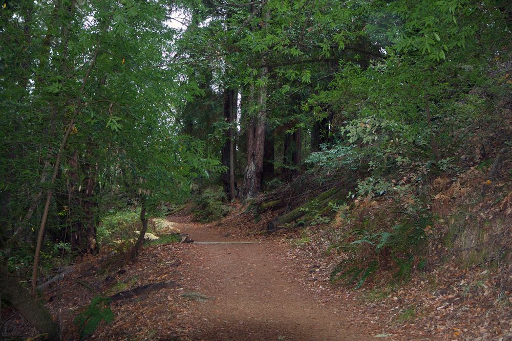 Armstrong Redwood State Reserve
