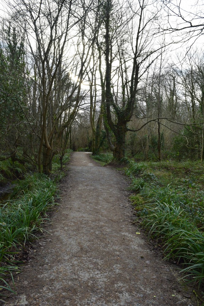 Ballyseedy Wood