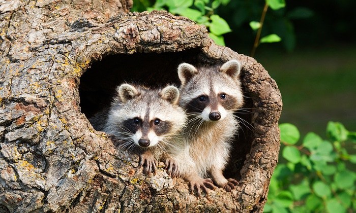 Waldzoo Offenbach