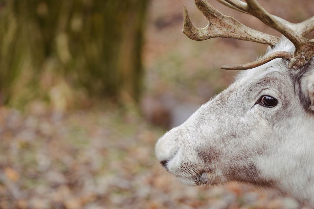 Wildpark Pforzheim