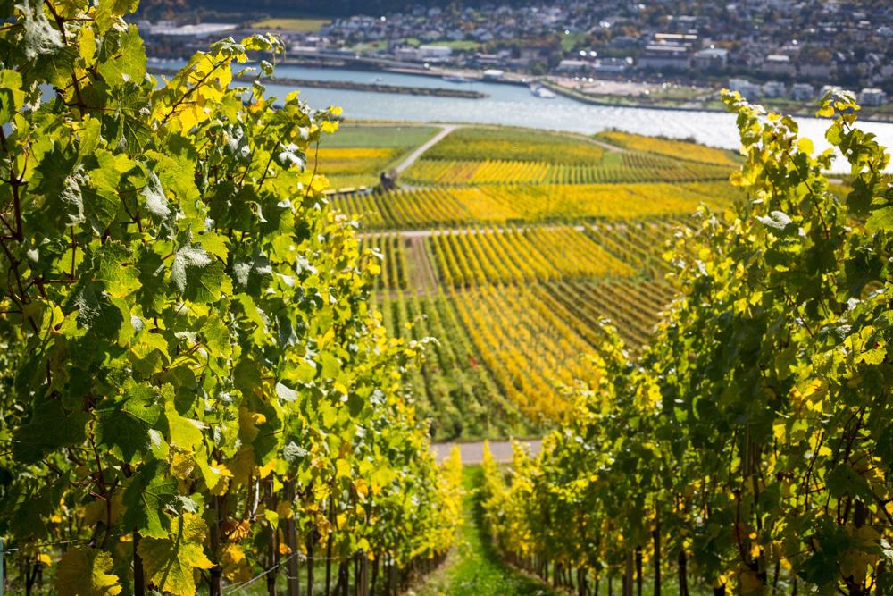 Wine Culture