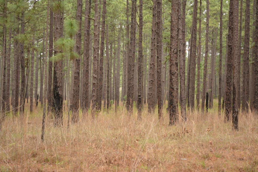 Davy Crockett National Park