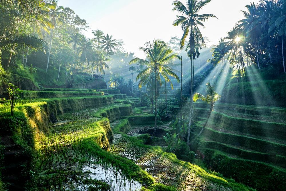 Ubud, Rice Terraces