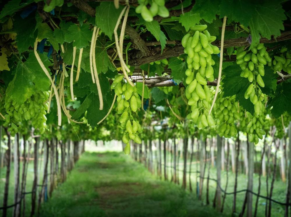 Khao Yai Vineyard