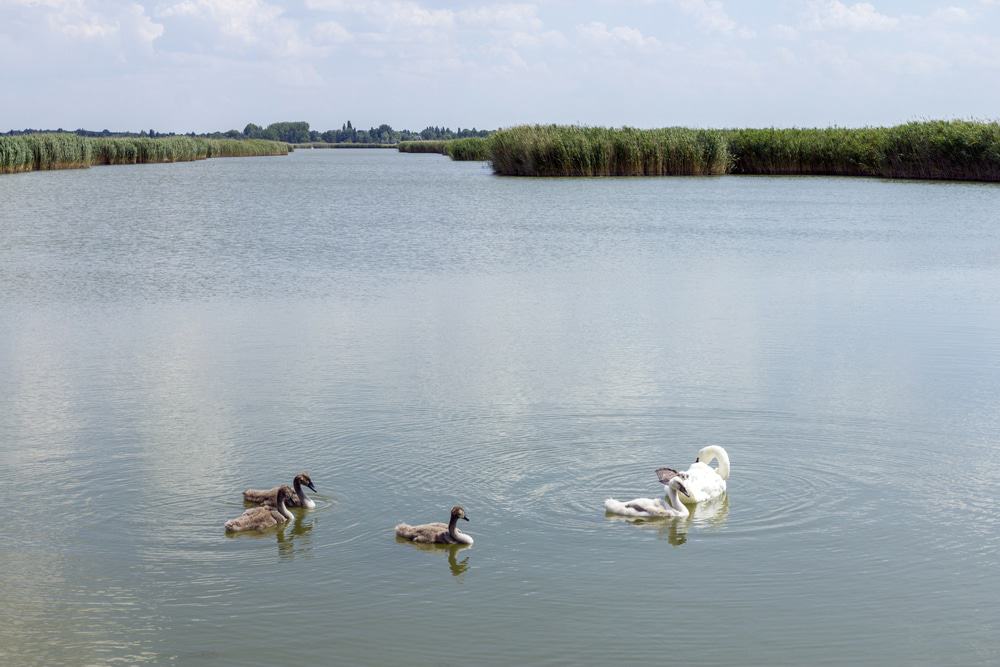 Velence Lake