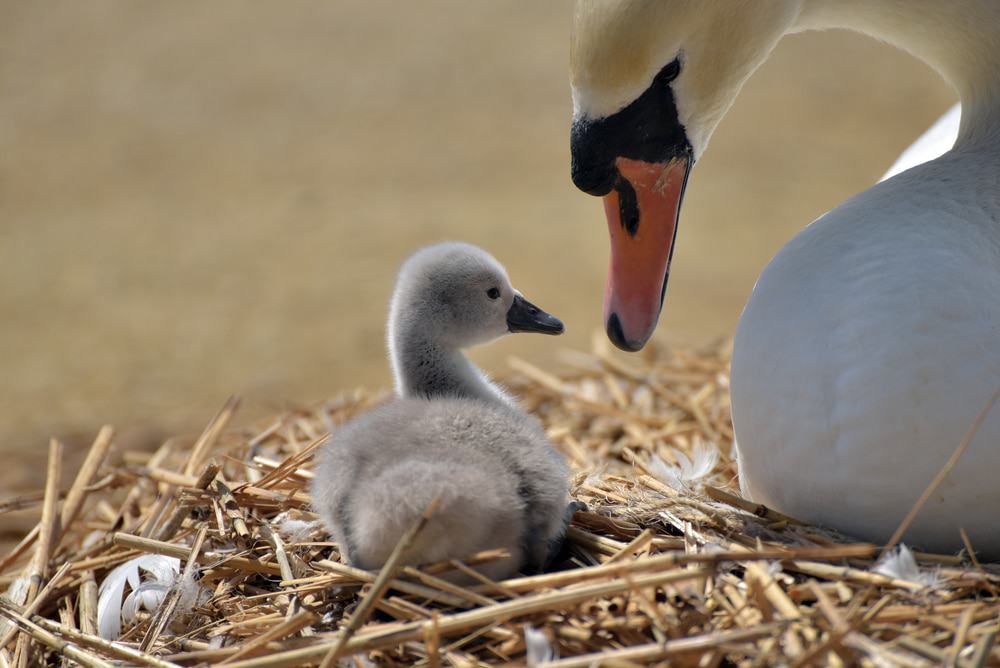 Abbotsbury Swannery