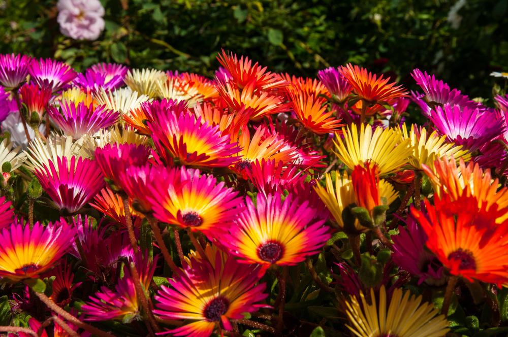 Akureyri Botanical Garden