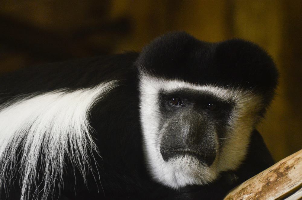 Belfast Zoo