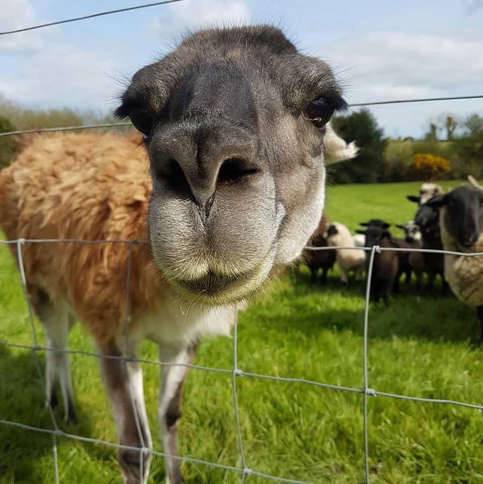 Blackwater Open Farm