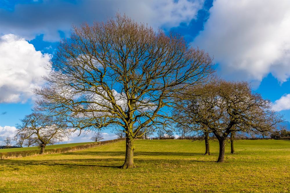 Bosworth Battlefield