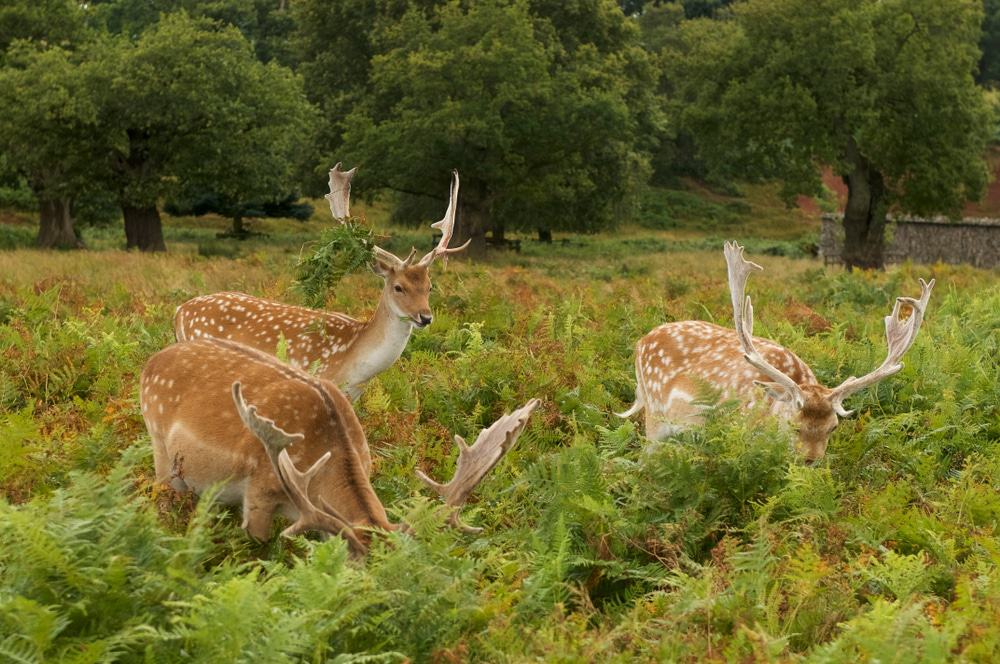 Bradgate Park