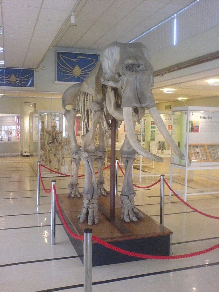 Cole Museum Of Zoology