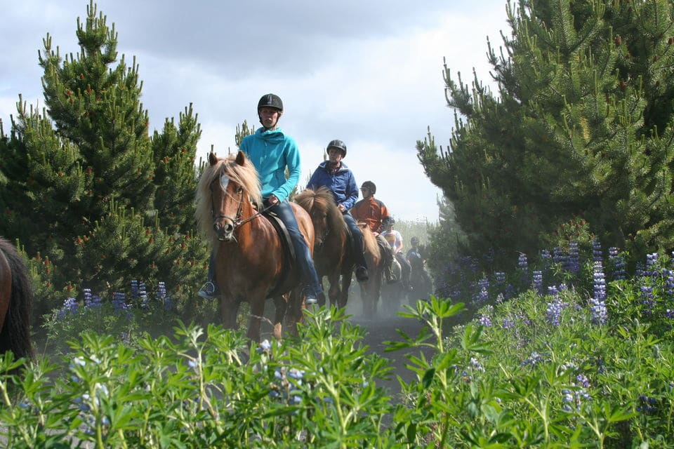 Horseback Riding Tour From Reykjavik