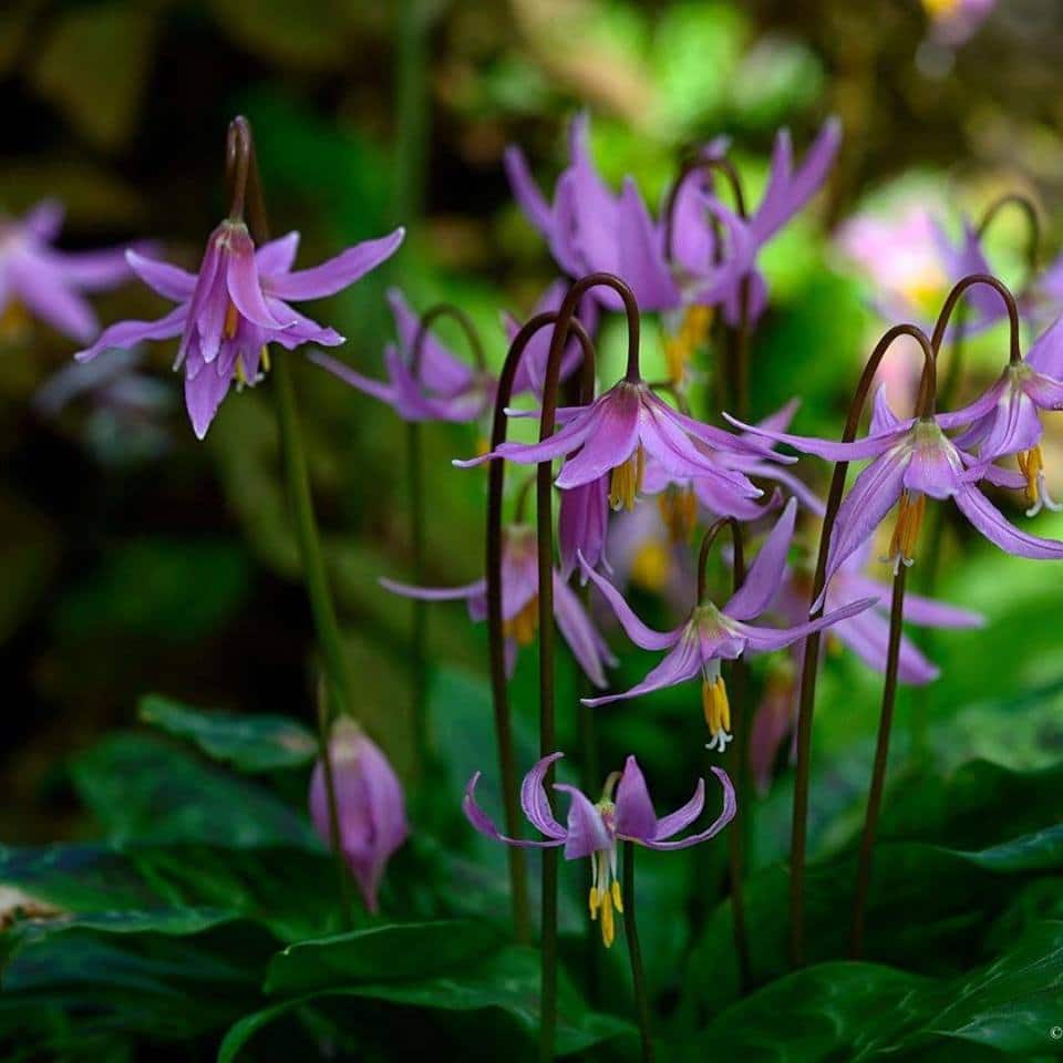 Hunting Brook Gardens