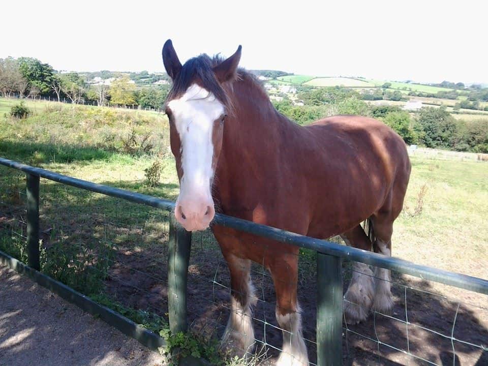 Lurgybrack Open Farm