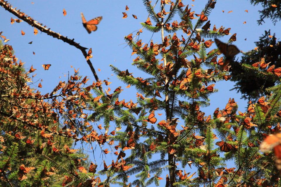Monarch Butterfly Sanctuary, Mexico
