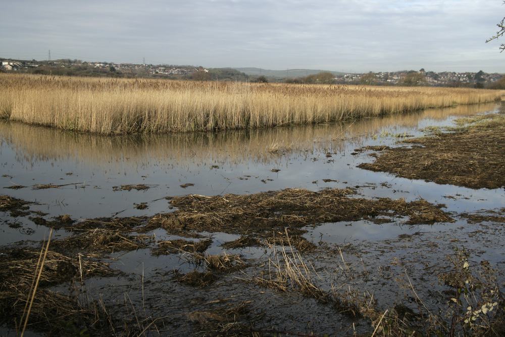 RSPB Radipole Lake Reserve