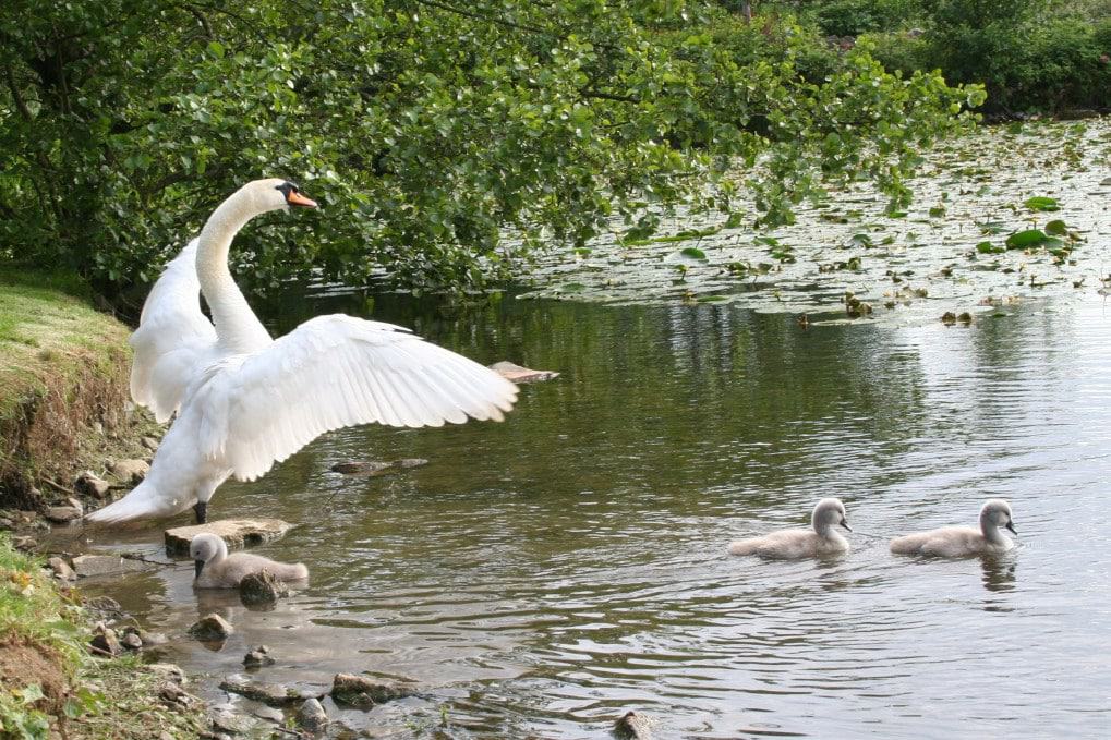 Stephenstown Pond Nature Park 