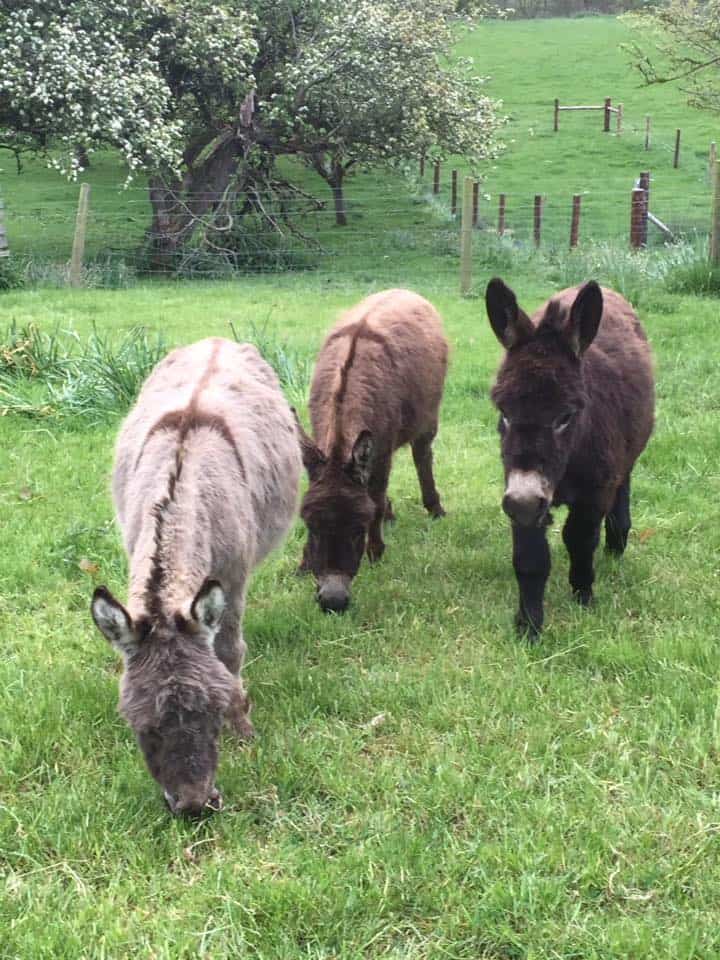 Stonebrook Pet Farm