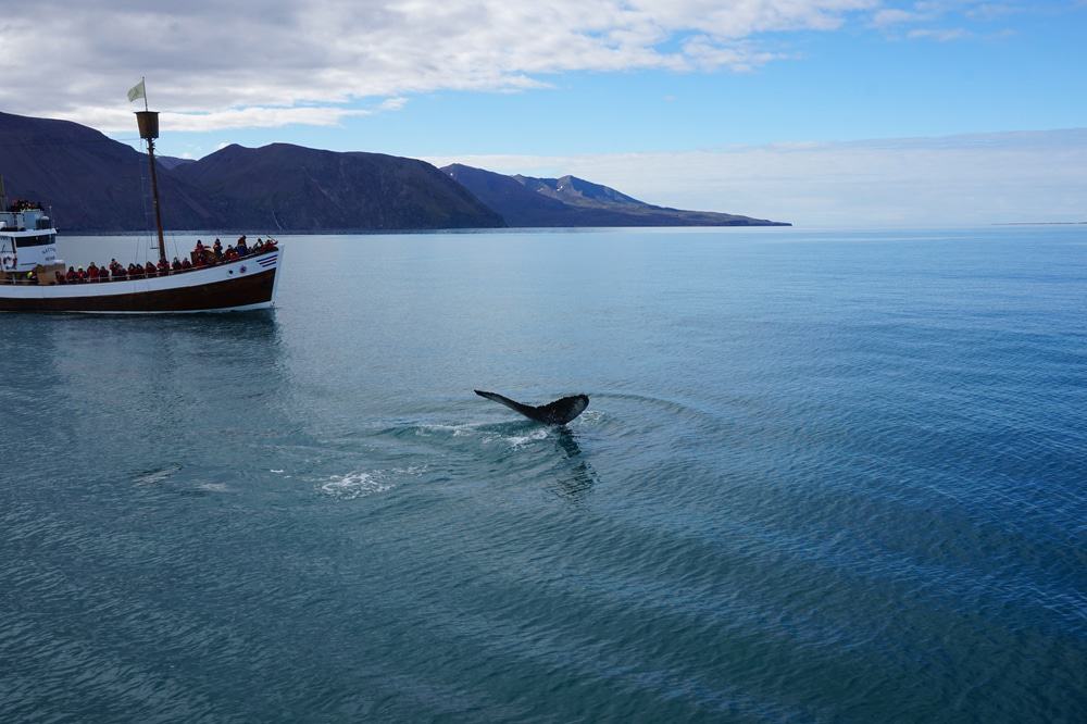 Whale Watching Tours