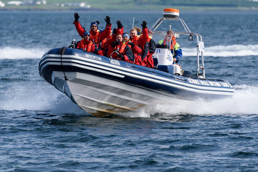 Whale Watching And Puffin Tours