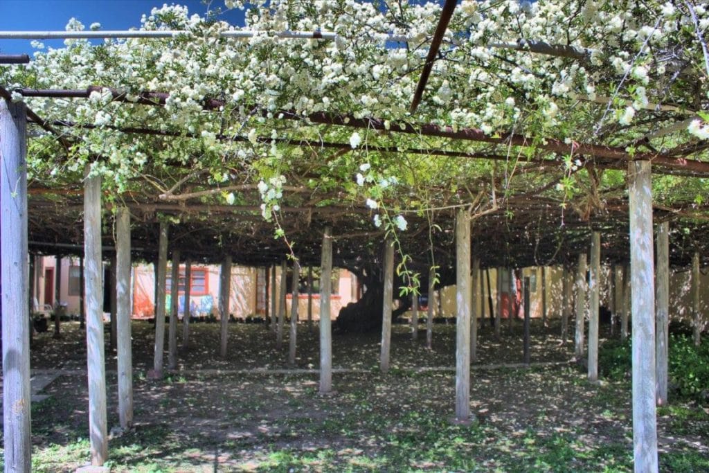 Rose Tree Museum, Tombstone