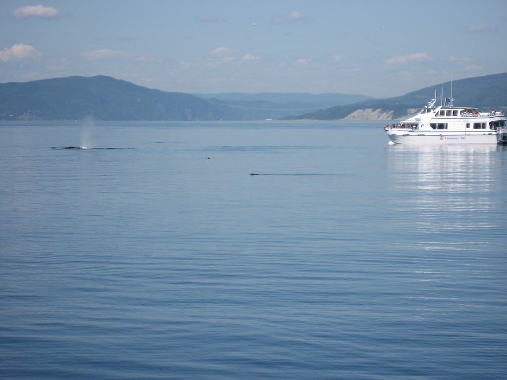 Whale Watching at Rivière-du-Loup