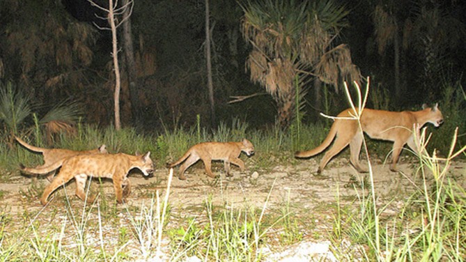 Florida Panther Refuge