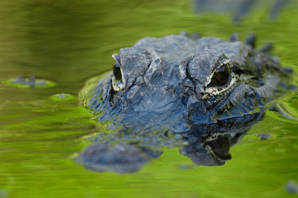 Alligator Alley