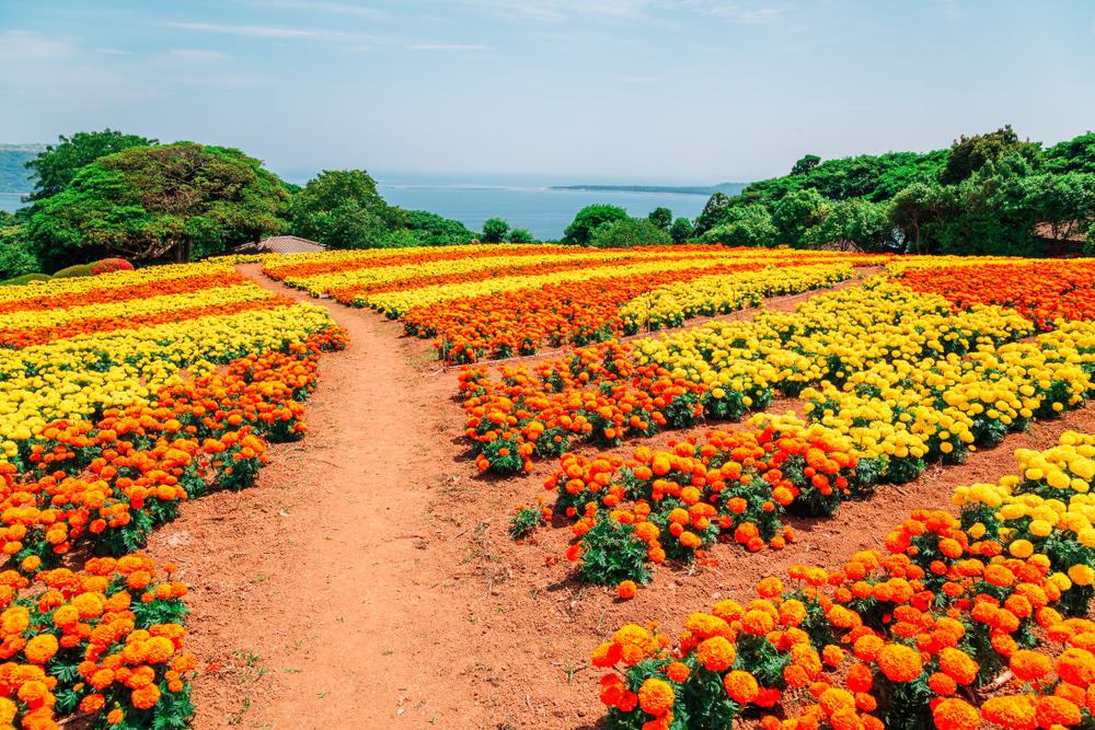 Nokonoshima Island, Japan